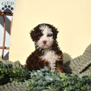Robin, Mini Bernedoodle Puppy